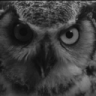 stalkerOwl