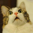 thibo_