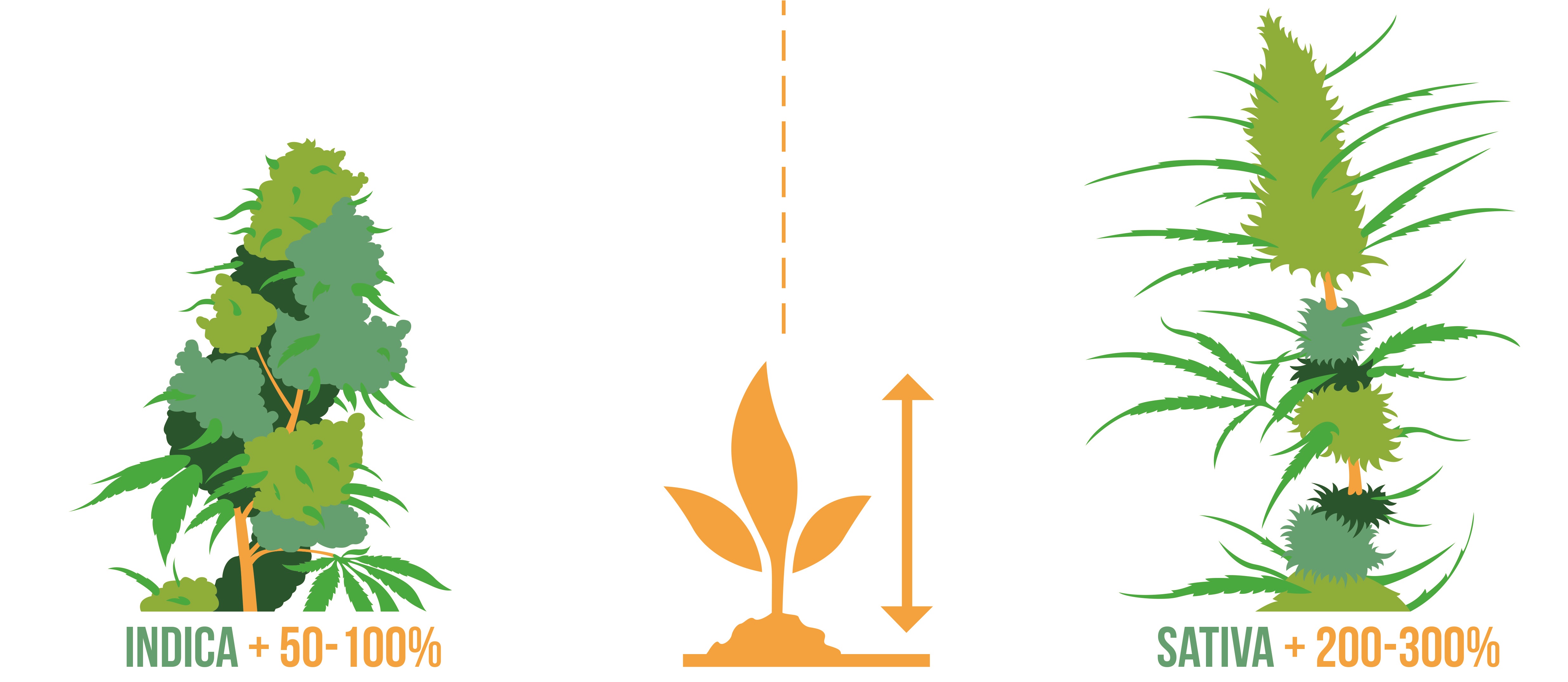 Difference-entre-Indica-et-Sativa-taille.jpg